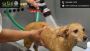 Pearland Pet Lovers: Find the Right Spa for Your Furry Frien