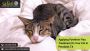 Protect Your Cat in Pearland: Pyrethrin Flea Treatment Guide