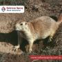 Rodent control Sydney