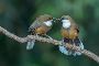 Best Birding in Okhla