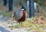 Best Birds of Delhi
