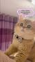 Watch the most funny shorts videos Pets in 2022 