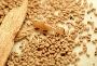 Termite Treatment by System Pest Control Services Pte Ltd