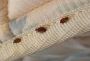 Bed Bug Control Services in Bhubaneswar, Odisha Bed Bug Control Services in Bhubaneswar, Odisha