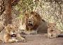 Get Your Gir National Park Safari Booking Online