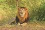 Discover the  Majestic Asiatic Lions at Gir National Park Sa