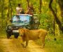Unlock Wildlife Wonders with Gir Jungle Safari Booking