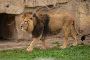 Devalia Safari Park Booking Enjoy an Exclusive Lion Experien