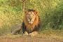 Gir Jungle Safari Booking Your Ticket to the Wild