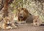Reserve Gir Jungle Safari Booking Online for Wildlife Reserve Gir Jungle Safari Booking Online for Wildlife