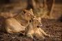  Reserve Gir Safari Online Booking for a Wildlife Adventure