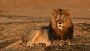 Reserve Gir Jungle Safari Booking for Hassle Free Experience