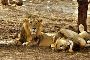  Plan Gir National Park Safari Booking Online Secure It