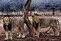  Explore Gir Jungle Safari Booking for Thrill Experience 