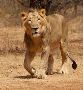 Plan Gir National Park Safari Booking Online