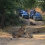 Schedule Gir Jungle Safari Booking Online for Thrilling Safa