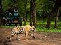 Reserve Devalia Safari Booking Online for Eco-Tour