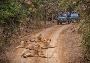 Secure Your Gir National Park Safari Booking Today