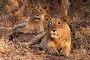 Preserve Gir National Park Safari Booking for Unique Animal 
