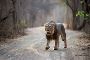 Reserve Gir Jungle Safari Booking for Wild Jungle 