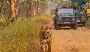 Secure Gir National Park Booking for Sanctuary Animals 