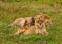Plan Gir National Park Safari Booking Online with Various Op