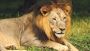 Get Exploration that How to Reach Gir National Park 