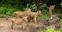 Secure Devaliya Park Safari Booking for Trouble-Free Trip 
