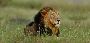 Explore Gir Jungle Safari Online Booking for Diverse Trip