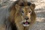 Plan Gir Jungle Safari Booking with Family 