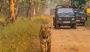 Get Devalia Safari Park Booking at Lowest Price