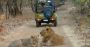Reserve Devaliya Park Safari Booking for Smooth Visit Reserve Devaliya Park Safari Booking for Smooth Visit