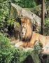 Reserve Gir National Park Safari Booking Online for Visit