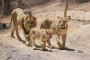 Secure Gir National Park Booking for Wild Trip