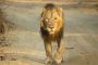 Preserve Gir Jungle Safari Booking for Wildlife Sighting 