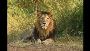 Get Gir National Park Booking at Affordable Price 