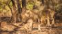 Reserve Gir National Park Safari Booking for Smooth Trip 