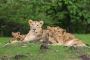 Plan Gir Jungle Safari Online Booking for Seamless Adventure