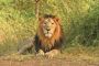 Reserve Gir Jungle Safari Online Booking for Wildlife