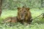 Plan Gir National Park Booking for Wildlife Experience