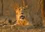 Get Gir National Park Safari Booking Online Dive In Nature 