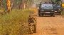 Get Jeep Safari Booking at Affordable Price