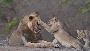 Reserve Gir Jungle Safari Online Booking to Witness Lions