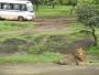 Get  Devalia Safari Park Online Booking for Unique Adventure