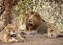 Confirm Gir Jungle Safari Online Booking for Best Wildlife 