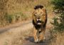 Secure Your Adventure with Gir Forest Safari Booking 