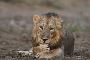Discover Adventures in Gir Tour Packages and Deals