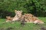 Secure Your Spot with Gir National Park Safari Booking 