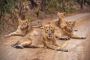 Discover the Best Sasan Gir Tour Package for Wildlife 