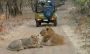 Get Gir Jeep Safari Booking for Adventure